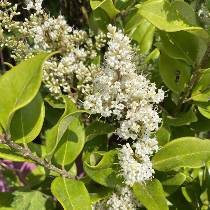 Ligustrum japonicum Texanum