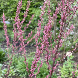 Tamarix africana