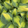 Hosta Forbidden Fruit