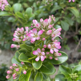 Escallonia organensis Pink Elle