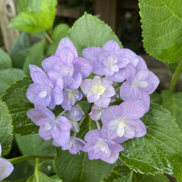 Hydrangea macrophylla You and Me Forever