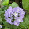Hydrangea macrophylla You and Me Forever