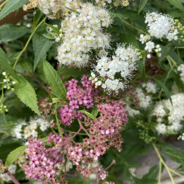 Spiraea japonica Shirobana