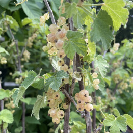 Groseillier White Parel