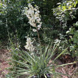 Yucca filamentosa