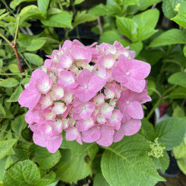 Hydrangea macrophylla Benelux