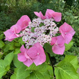 Hydrangea macrophylla Zorro | Hortensia rose