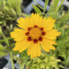 Coreopsis lanceolata Sterntaler