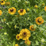 Helenium El Dorado