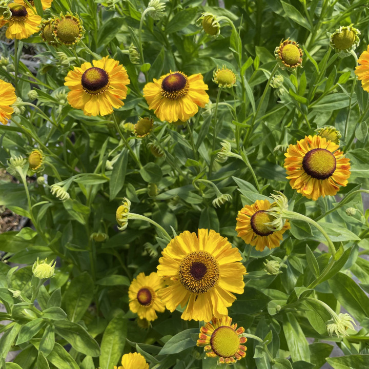 Helenium El Dorado