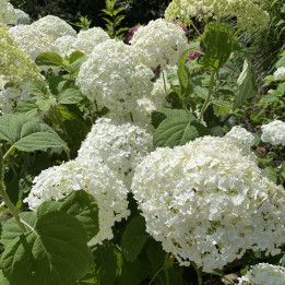 Hydrangea Strong Annabelle