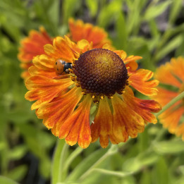 Helenium Waltraut