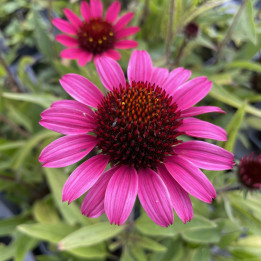 Echinacea SunSeekers Purple