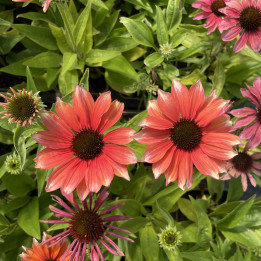 Echinacea Supreme Flamingo