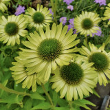 Fleurs de l'Echinacea purpurea Green Jewel