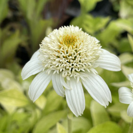 Echinacea White Double Delight