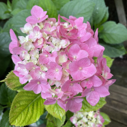 Hydrangea macrophylla Holstein