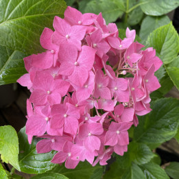 Hydrangea macrophylla Masja