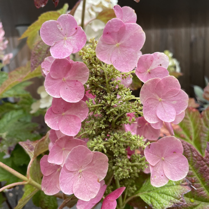 Hydrangea quercifolia Gatsby Girl
