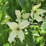 Cornus kousa China Girl