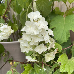 Hydrangea quercifolia Burgundy