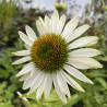 Echinacea purpurea Fragrant Angel