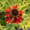 Helenium Moerheim Beauty