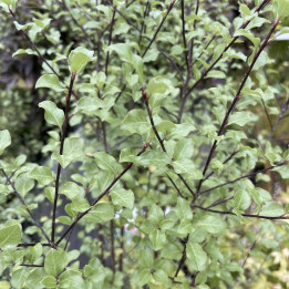 Pittosporum tenuifolium Green Elf