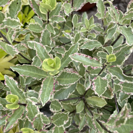 Pittosporum tenuifolium Victoria