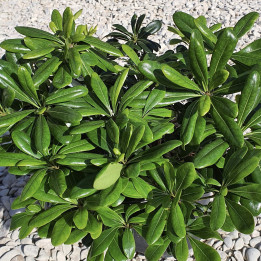 Pittosporum tobira Nanum