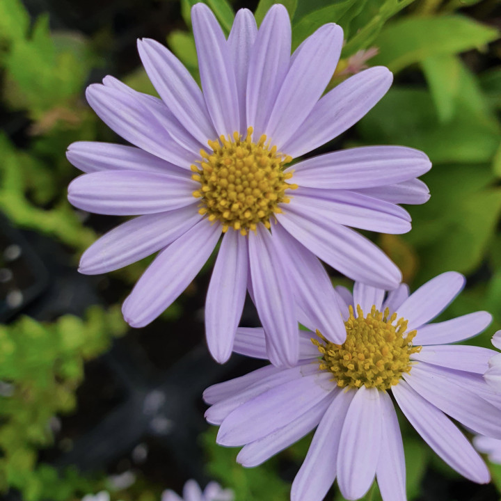 Fleurs du Kalimeris incisa Blue Star
