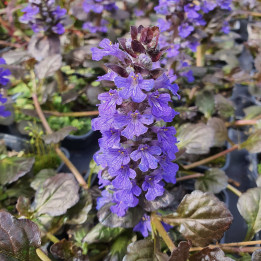 Ajuga reptans Black Scallop