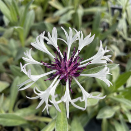 Fleur de Centaurea montana Amethyst in Snow