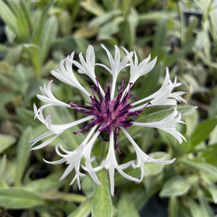 Fleur de Centaurea montana Amethyst in Snow