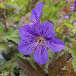 Geranium himalayense Kaya