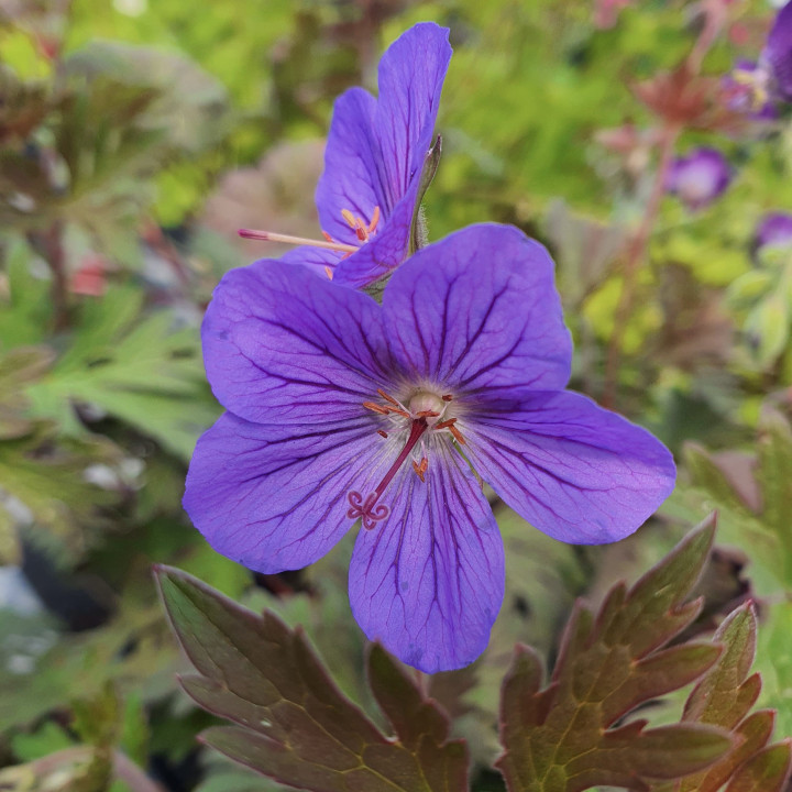 Geranium himalayense Kaya