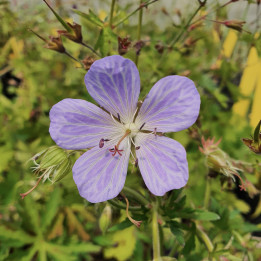 Geranium pratense Mrs Kendall Clark