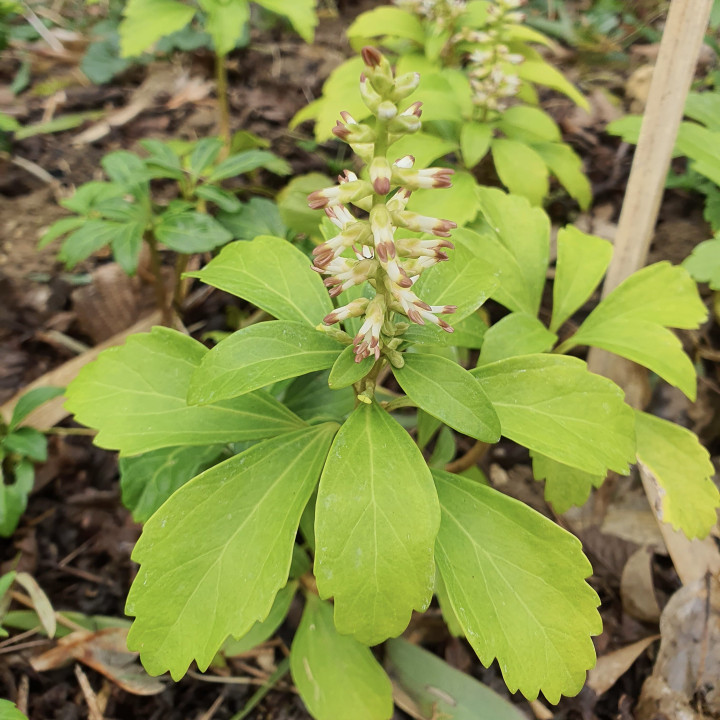 Pachysandra terminalis en fleur