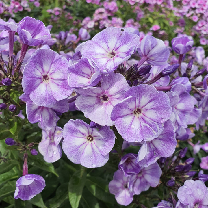 Phlox paniculata Younique Old Blue