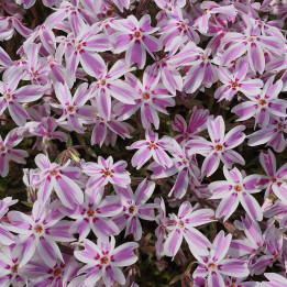 Floraison abondante du Phlox subulata Candy Stripe