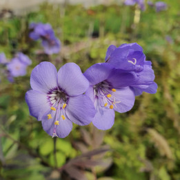 Fleurs du Polemonium Heaven Scent