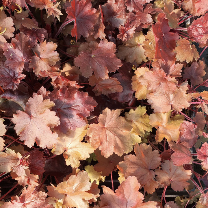 Heuchera Caramel
