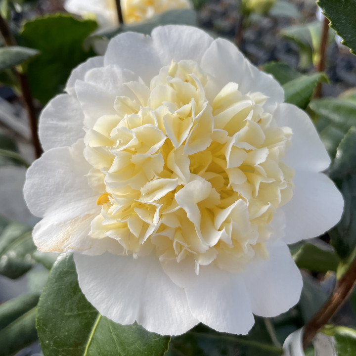 Camelia x Jury's Yellow