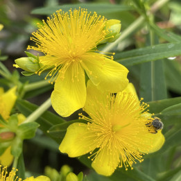 Hypericum kalmianum Sunny Boulevard