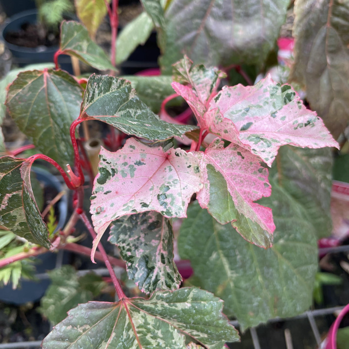Acer conspicuum Red Flamingo