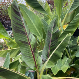 Musa sikkimensis Red Tiger