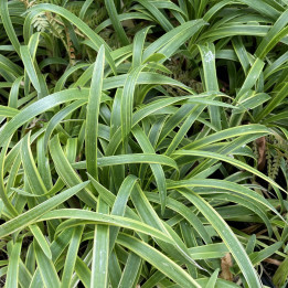 Liriope muscari Gold Banded