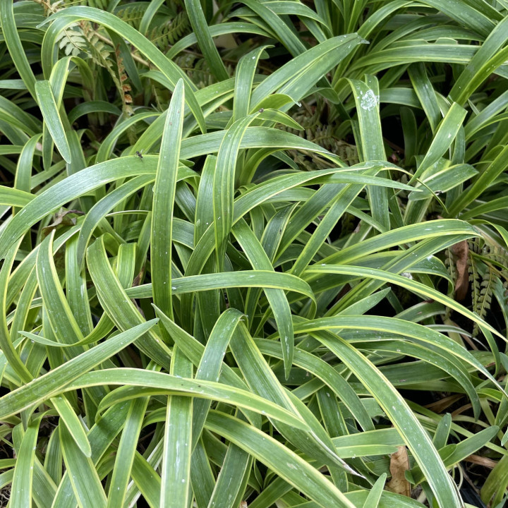 Liriope muscari Gold Banded