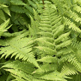 Athyrium filix-femina Lady in Red