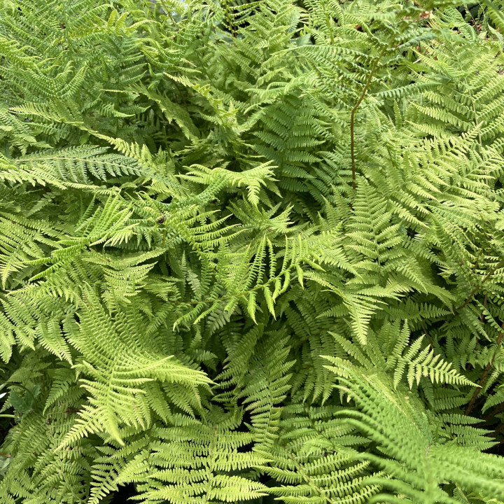 Athyrium filix-femina Lady in Red